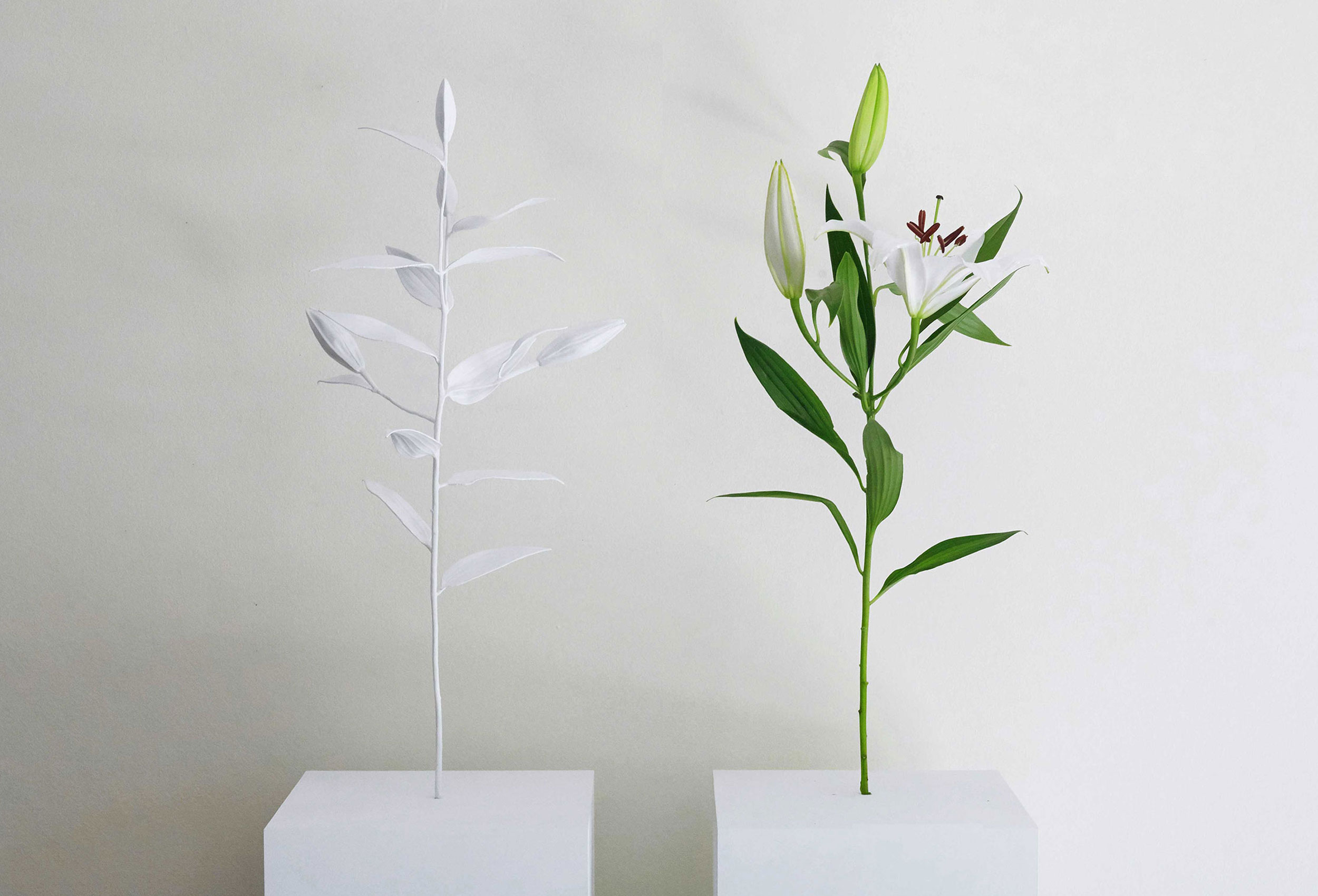 Flowers_Tane Andrews@2x