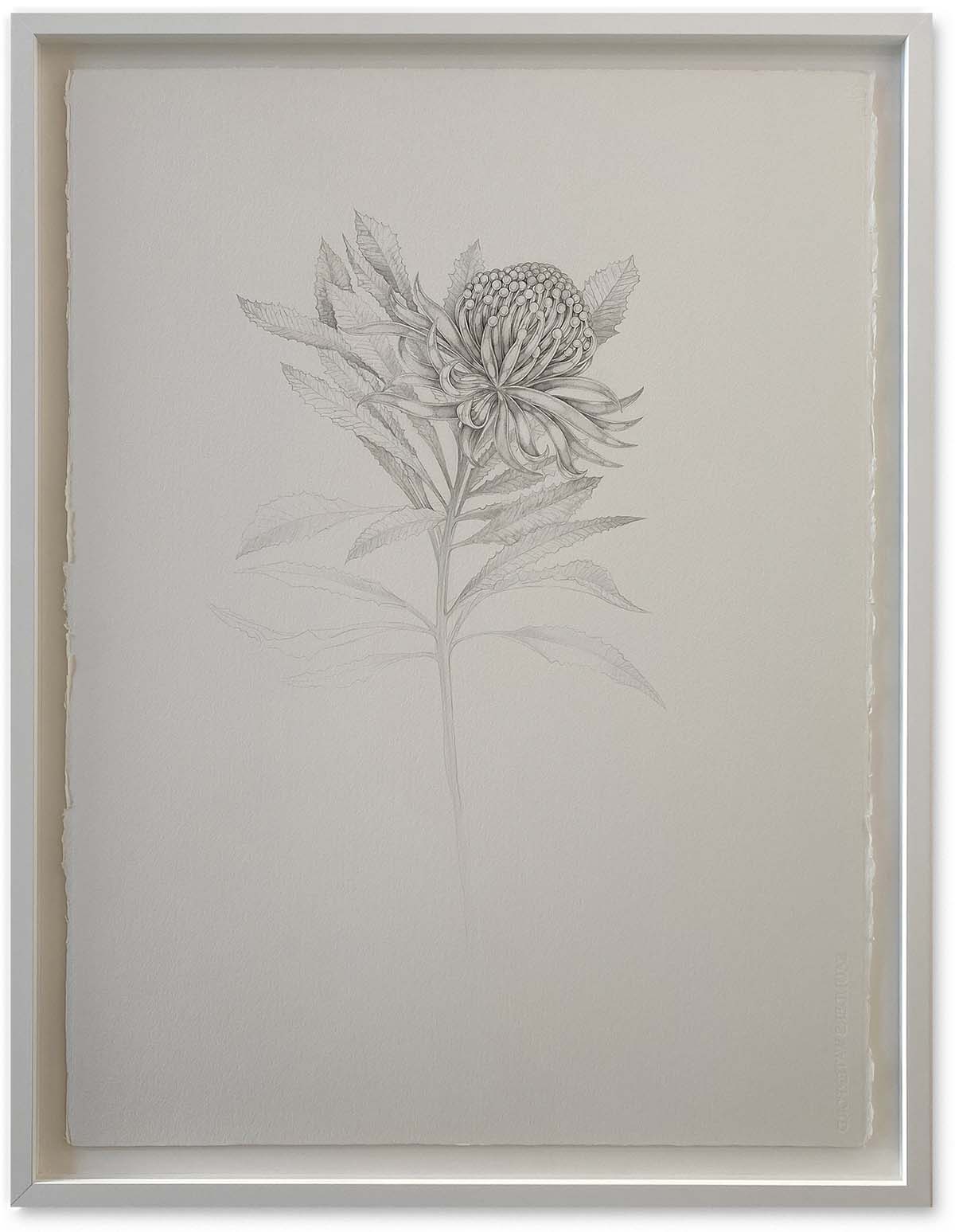 Flowers_Tane Andrews@2x