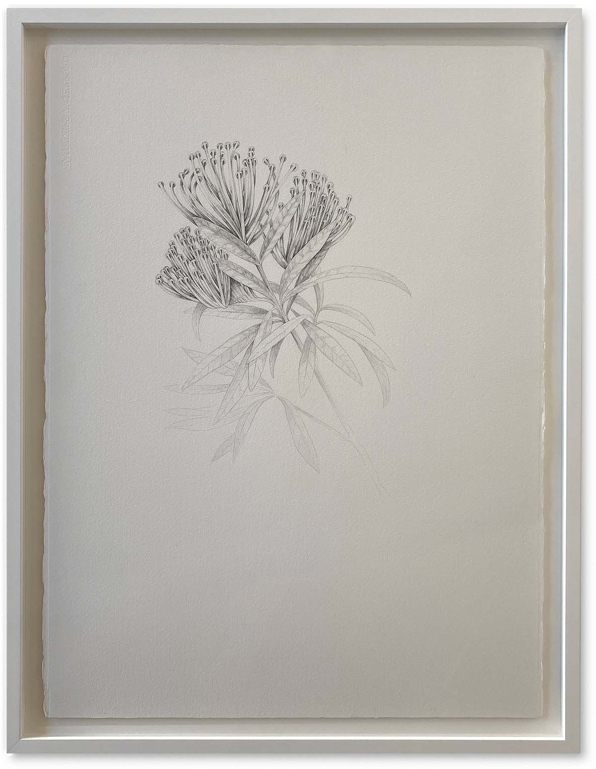 Flowers_Tane Andrews@2x